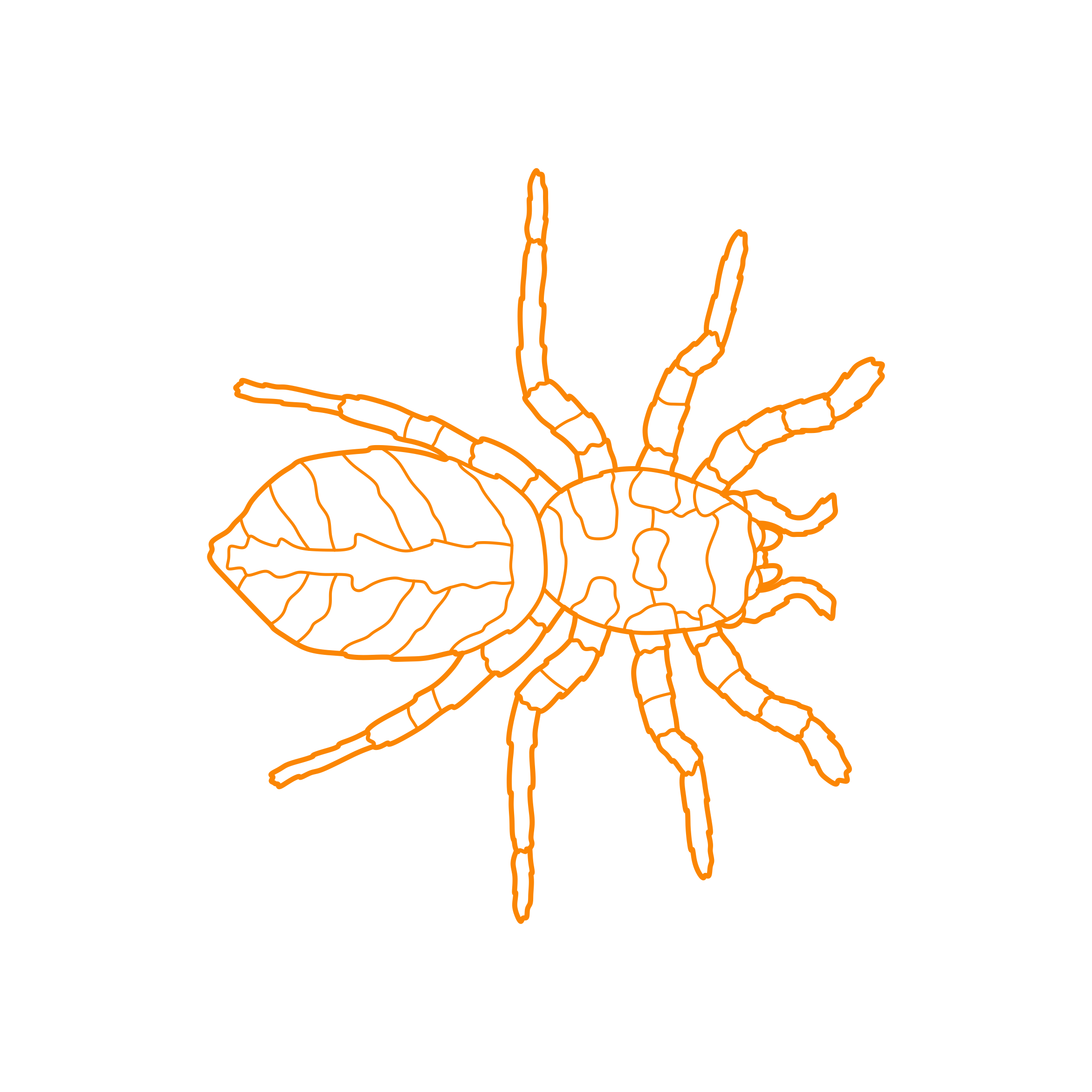 Animals Arachnids Zebra Spider Stencil Svg Design File Free Vectors